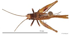 Amusurgus sp. "1"