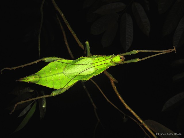 Heteropteryx dilatata•&copy; Francis Seow-Choen•All Rights Reserved