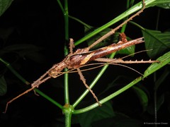 Heteropteryx dilatata•&copy; Francis Seow-Choen•All Rights Reserved