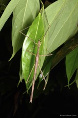 Asceles malaccae•&copy; Francis Seow-Choen•All Rights Reserved