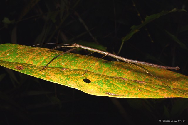 Carausius nodosus•&copy; Francis Seow-Choen•All Rights Reserved