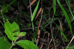 Carausius nodosus•&copy; Francis Seow-Choen•All Rights Reserved