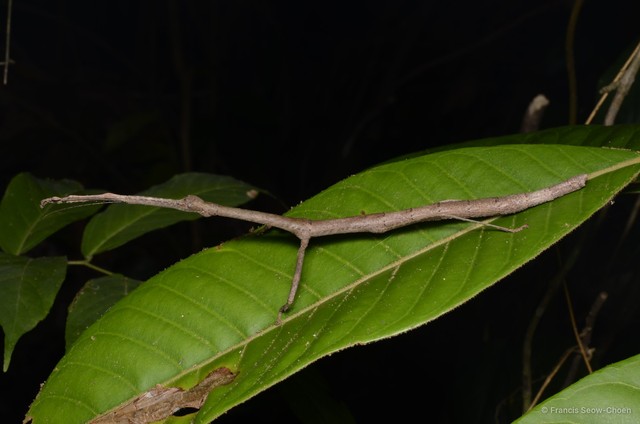 Lonchodes brevipes•&copy; Francis Seow-Choen•All Rights Reserved