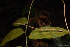 Lonchodes brevipes•&copy; Francis Seow-Choen•All Rights Reserved