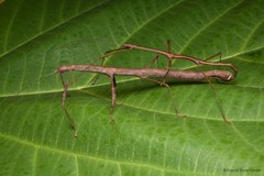 Lonchodes brevipes•&copy; Francis Seow-Choen•All Rights Reserved