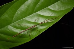 Lopaphus brachypterus•&copy; Francis Seow-Choen•All Rights Reserved