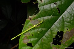 Necroscia punctata•&copy; Francis Seow-Choen•All Rights Reserved