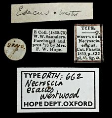 Planososibia esacus•All Rights ReservedMuseum Label