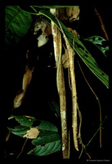 Planososibia lysippus•&copy; Francis Seow-Choen•All Rights Reserved