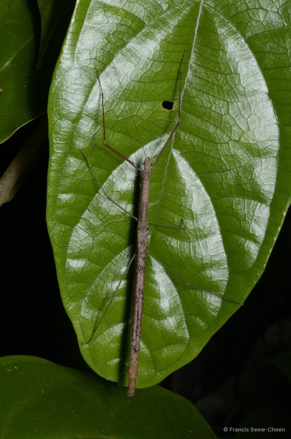 Singaporoidea meneptolemus•&copy; Francis Seow-Choen•All Rights Reserved