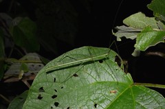 Singaporoidea meneptolemus•&copy; Francis Seow-Choen•All Rights Reserved