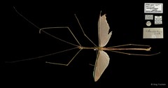 Singaporoidea meneptolemus•&copy; Ang Yuchen•All Rights Reserved
