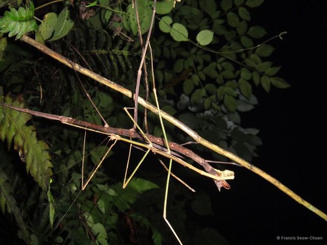 Phobaeticus serratipes•&copy; Francis Seow-Choen•All Rights Reserved