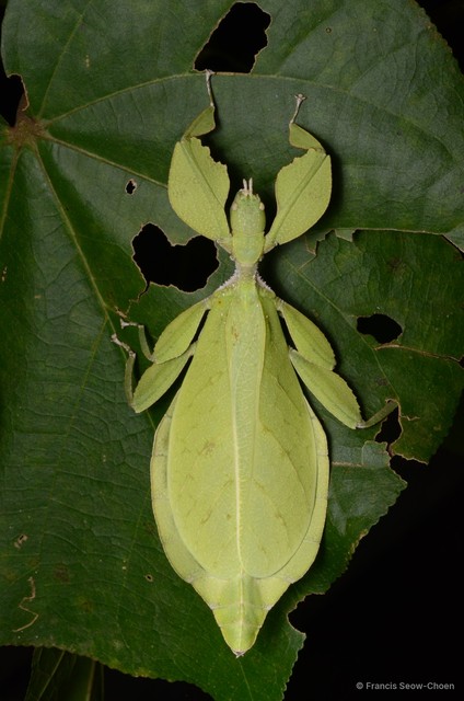 Cryptophyllium chrisangi•&copy; Francis Seow-Choen•All Rights Reserved