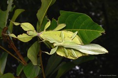 Cryptophyllium chrisangi•&copy; Francis Seow-Choen•All Rights Reserved