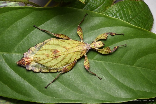 Phyllium hausleithneri•&copy; Francis Seow-Choen•All Rights Reserved