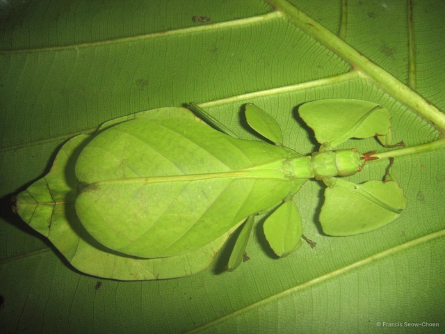 Pulchriphyllium bioculatum•&copy; Francis Seow-Choen•All Rights Reserved