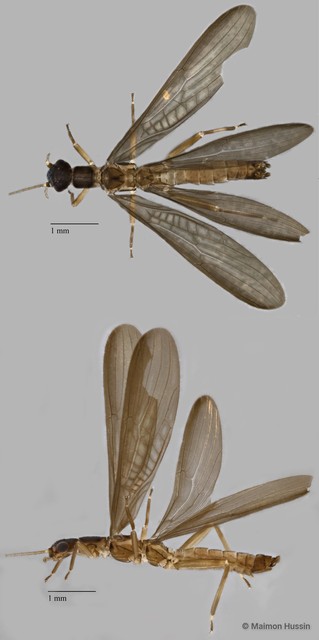 Plecoptera sp. "ZRCBDP0071997"•&copy; Maimon Hussin•All Rights Reserved