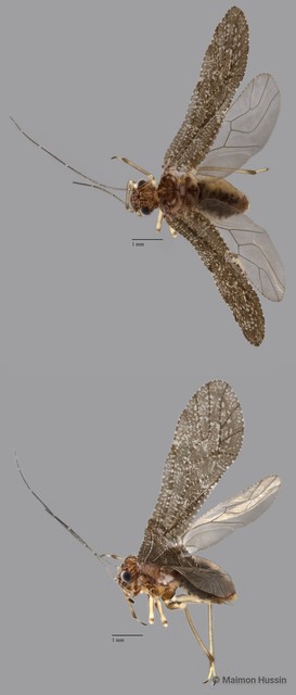 Psocodea sp. "ZRCBDP0071982"•&copy; Maimon Hussin•All Rights Reserved