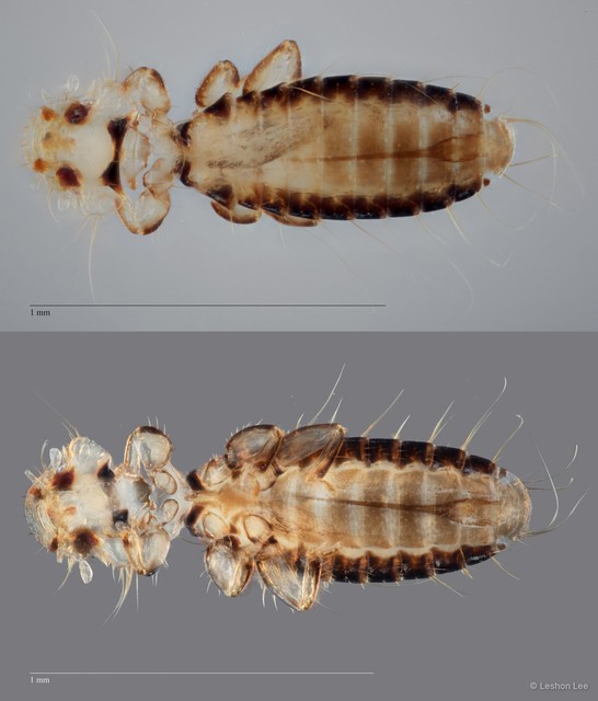 Actornithophilus sp. "ZRCBDP0209927"•&copy; Leshon Lee•All Rights Reserved