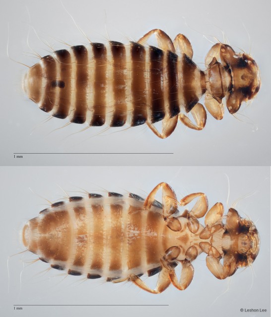 Ciconiphilus sp. "ZRCBDP0265611"•&copy; Leshon Lee•All Rights Reserved