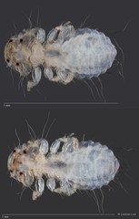Cuculiphilus sp. "ZRCBDP0209796 / ZRCBDP0265660"•&copy; Leshon Lee•All Rights Reserved
