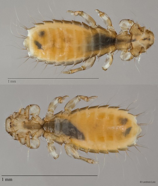 Dennyus sp. "ZRCBDP0273127"•&copy; Leshon Lee•All Rights Reserved
