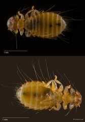 Hohorstiella sp. "ZRCBDP0213068"•&copy; Leshon Lee•All Rights Reserved