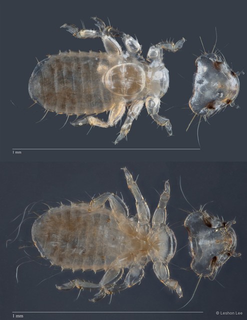 Myrsidea sp. "ZRCBDP0212948"•&copy; Leshon Lee•All Rights Reserved