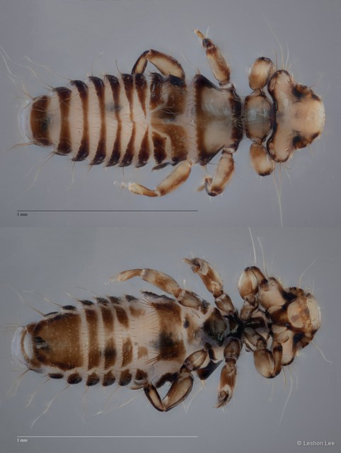 Myrsidea sp. "ZRCBDP0265638"•&copy; Leshon Lee•All Rights Reserved