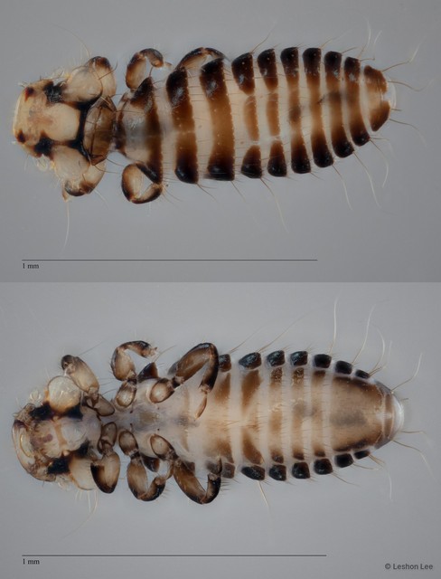 Myrsidea sp. "ZRCBDP0265645"•&copy; Leshon Lee•All Rights Reserved