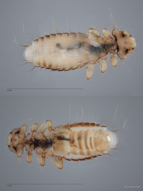 Myrsidea sp. "ZRCBDP0265663"•&copy; Leshon Lee•All Rights Reserved