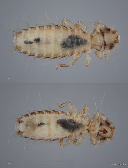 Pseudomenopon sp. "ZRCBDP0273124"•&copy; Leshon Lee•All Rights Reserved