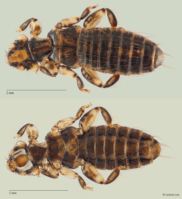 Trinoton sp. "ZRCBDP0246273"•&copy; Leshon Lee•All Rights Reserved