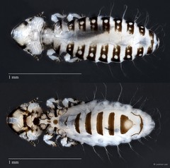 Corvonirmus sp. "ZRCBDP0265536 / ZRCBDP0265649"•&copy; Leshon Lee•All Rights Reserved