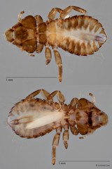 Neophilopterus sp. "ZRCBDP0071914 / ZRCBDP0273172"•&copy; Leshon Lee•All Rights Reserved