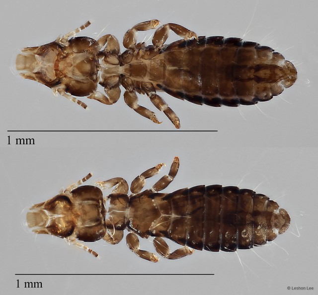 Quadraceps sp. "ZRCBDP0212978"•&copy; Leshon Lee•All Rights Reserved