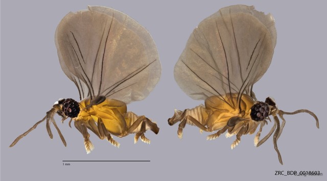 Myrmecolacidae sp. "ZRCBDP0018603"•&copy; Ang Yuchen•All Rights Reserved
