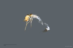 Calamoceratidae sp. "ZRCBDP0026325/ ZRCBDP0024749"•&copy; Lee Zhi Heng•All Rights Reserved