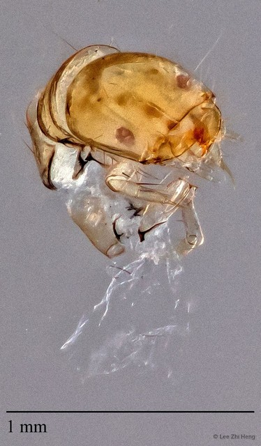 Ecnomidae sp. "ZRCBDP0024718"•&copy; Lee Zhi Heng•All Rights Reserved