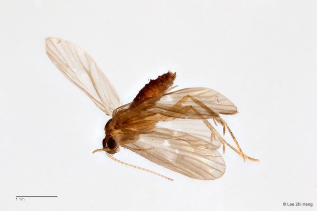Ecnomidae sp. "ZRCBDP0026285/ ZRCBDP0024596"•&copy; Lee Zhi Heng•All Rights Reserved