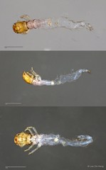 Ecnomidae sp. "ZRCBDP0026290/ ZRCBDP0024688"•&copy; Lee Zhi Heng•All Rights Reserved