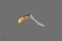 Ecnomidae sp. "ZRCBDP0026347/ ZRCBDP0024608"•&copy; Lee Zhi Heng•All Rights Reserved