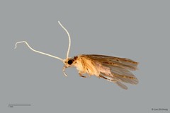 Ecnomidae sp. "ZRCBDP0026347/ ZRCBDP0024608"•&copy; Lee Zhi Heng•All Rights Reserved