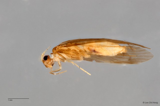 Hydroptilidae sp. "ZRCBDP0026284/ ZRCBDP0024663"•&copy; Lee Zhi Heng•All Rights Reserved