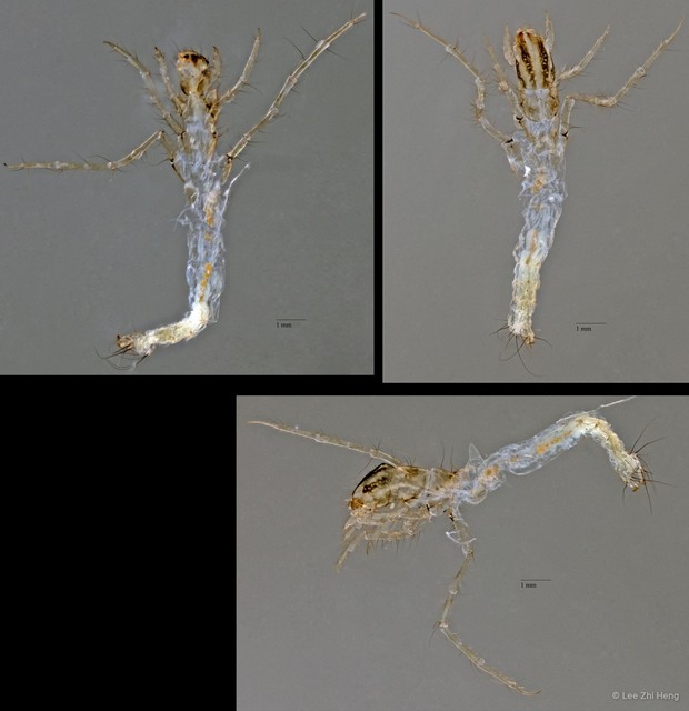 Leptoceridae sp. "ZRCBDP0024714"•&copy; Lee Zhi Heng•All Rights Reserved
