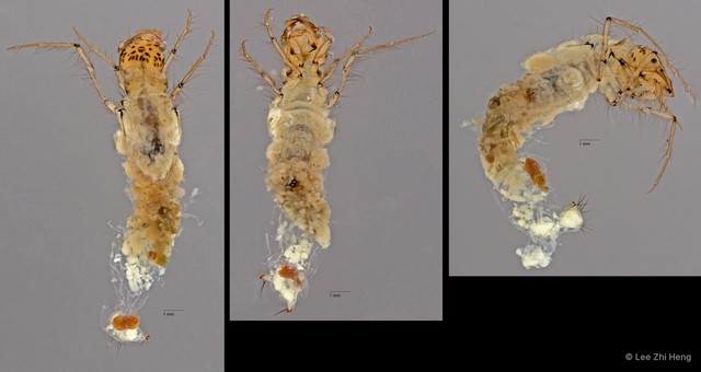 Leptoceridae sp. "ZRCBDP0024732"•&copy; Lee Zhi Heng•All Rights Reserved
