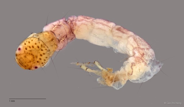 Polycentropodidae sp. "ZRCBDP0013135"•&copy; Lee Zhi Heng•All Rights Reserved