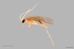 Polycentropodidae sp. "ZRCBDP0026294/ ZRCBDP0024695"•&copy; Lee Zhi Heng•All Rights Reserved