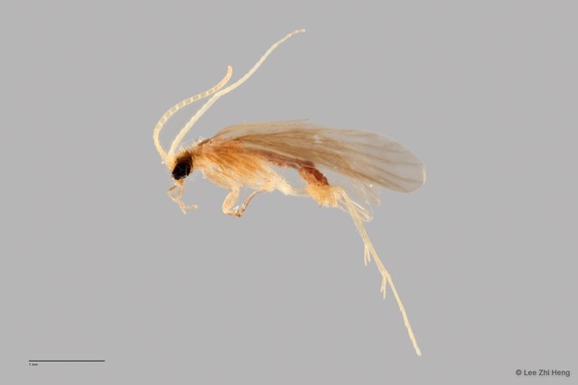 Polycentropodidae sp. "ZRCBDP0026294/ ZRCBDP0024695"•&copy; Lee Zhi Heng•All Rights Reserved